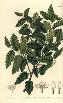 The Botanical Register History Drucke: Schinus latifolia tree