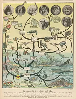Wissenschaft / Evolutions