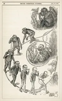 Wissenschaft / Evolutionslehre / Aufstieg