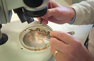 Drucke von Wissenschaftler untersucht ein Ragnarkörperprobenstück im Naturmuseum in London Würmer Drucke: Wissenschaftler arbeitet mit einem Ragnarkörperproben