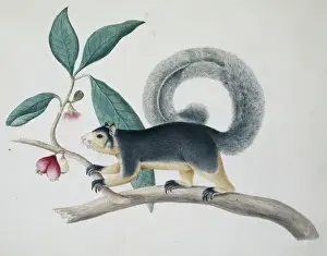 Drucke von Sydney Parkinson, Zeilenzeichnungen aus Ceylon (Banks-Manuschrift Nr. 20), 1767 Eichhörnchen Drucke: Großschwanzmäuseehreule