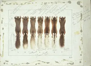 Rotfuchs (Sciurus vulgaris)