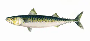 Victorian Fish Species Drucke: Scomber scombrus, or Atlantic Mackerel