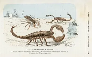 Drucke von 1. Großer afrikanischer Skorpion 2. Europäischer Skorpion 3.Telyphonus Gigantus Rhinonycteridae Drucke: Drei Skorpionen