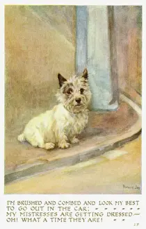 Antique Animal Art Drucke: Scotch terrier