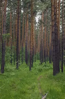 Scots Pine Forest Drucke: Scots Pine forest