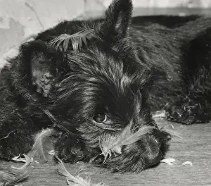 Unusual Animal Friends Drucke: Scots terrier with feathers