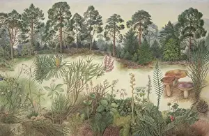 Schottischer Tannenwald