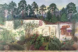 Schottischer Tannenwald