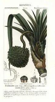 Historical Botany Illustrations Drucke: Screw pine, Pandanus utilis