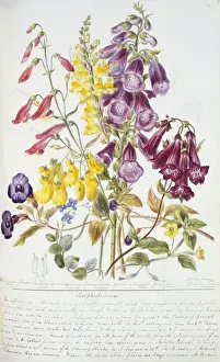 Scrophulariaceae Family Plants Drucke: Scrophulariaceae