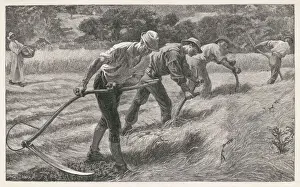 Traditional Farming Methods Drucke: Scything the Hay