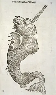 Mythical Sea Creatures Drucke: Sea monster