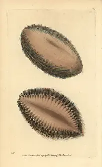 Zoology Historical Prints Drucke: Sea mouse, Aphrodita aculeata