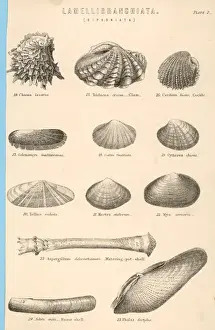 Scheidenmuscheln Drucke: Meeresnusschalen