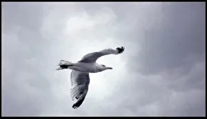Wildlife Photography Seagull Drucke: Seagull in flight
