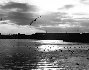 Vintage Docklands Photography Drucke: Seagulls a the Docks