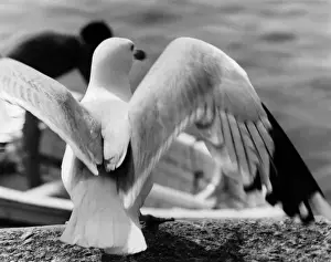 Vögel der Küste