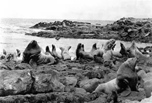 Vintage Animal Prints Online Drucke: Seal Colony