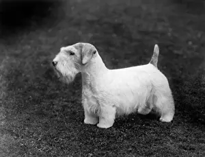 Sealyham Terrier Drucke: Sealyham / Brash Beacon