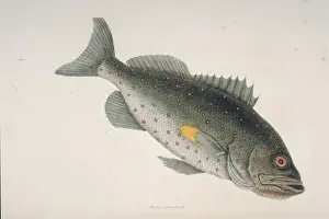Mark Catesby Prints Drucke: Sebastes sp. rockfish