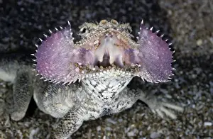 Geheimagamaspitzige Froschschwanzgecko - zeigt seine Kragenbeutel an