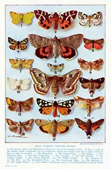 Lepidoptera Species Drucke: A selection of common British Moths