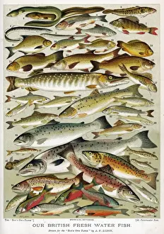 Eine Auswahl von Fischen