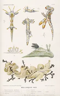 Auswahl von Muscheln
