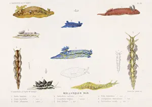Sea Creatures Photography Drucke: Selection of Molluscs