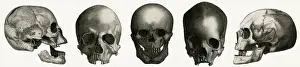 Anatomy Of Human Bones Drucke: Selection of skulls