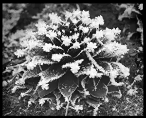 Historical Flora Images Drucke: Sempervivum Arvernense