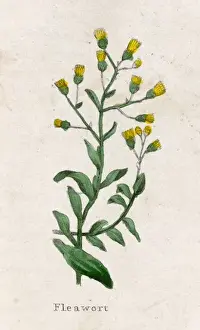 Senecio integrifolius