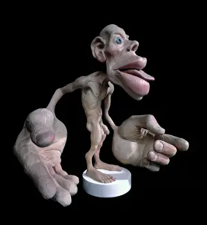 Sinneshomunculus