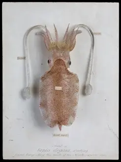 Tintenfisch Drucke: Squid (Cephalopoda) sind ein Teil der Klasse Ctenophora und werden auch als Sepia elegans bezeichnet