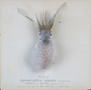 Natural History Museum London Exhibit Drucke: Sepioteuthis sicula. jpg