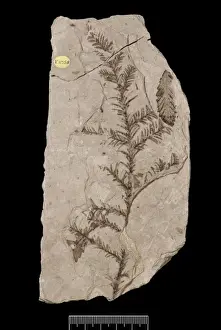 Cupressaceae Family Tree Drucke: Sequoia affinis, fossil tree