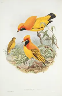 Drucke von Tafel 48 aus Johns Gouls Die Vögel Neuguineas Band I (1875 - 1888). Händisch gefärbte Lithografie John Gould Drucke: Sericulus australis, Flammenbäumvogel