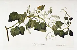 South American Flowering Plants Drucke: Serjania cuspidata