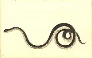 Australian Snakes Drucke: Serpentes (suborder), snake