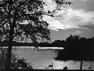 Serpentine Lake London Drucke: Serpentine at Eventide