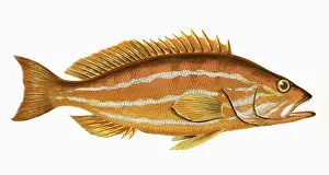 Victorian Marine Life Drucke: Serranus cabrilla, or Comber