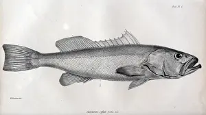 HMS Beagle Voyage Drucke: Serranus olfax