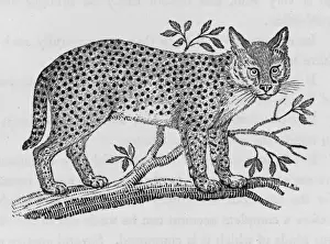 Wild Cat Images Drucke: Serval (Bewick)
