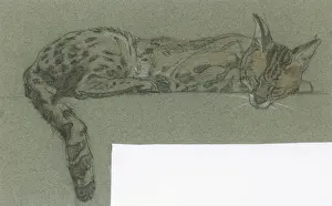 Raymond Sheppard Artwork Drucke: Serval sleeping