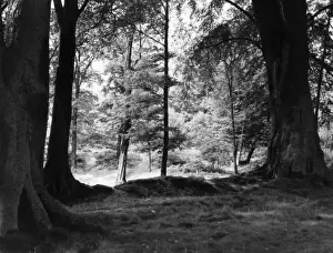 Cheshire Landscape Photography Drucke: Shady Glade