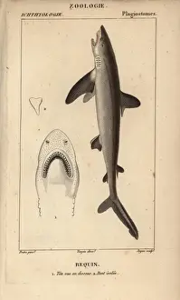 Stipple Engraving Techniques Used Drucke: Shark, Selachimorpha