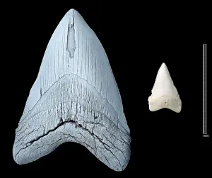 Drucke von Zahn eines ausgestorbenen Haie (Carcharodon megalodon) auf der rechten Seite im Vergleich zu einem Zahn von einem heutigen Weißzahnhai (Carcharodon carcharias), links Weißer Hai Drucke: Walezähne