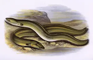 Drucke von Scharfen Schnellnasenhechtigkeitswelschleichen (Anguilla anguillla, Anguilla acutirostris), und Breitenrohr-Welschleichtennasenhechte (Anguilla anguilila, Anguilla latirostris). Datum: 1879 Anguilla Drucke: Scharfschnellender Aal und Breitnaser Aal
