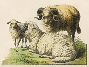 Vintage Farm Illustration Drucke: Three Sheep 19C